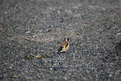 Close-up of bird perching on road