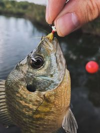 Close-up of hand holding fish