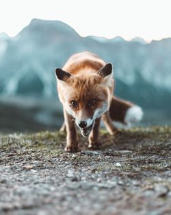 Portrait of dog lying on land