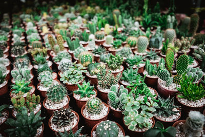 High angle view of succulent plants in potted plant