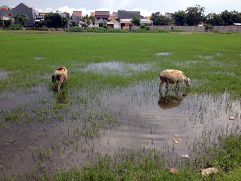 Cattle in pond