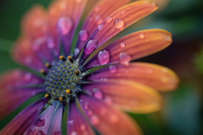 Osteospermum