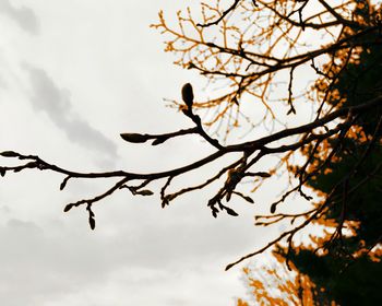 Low angle view of bird perching on branch