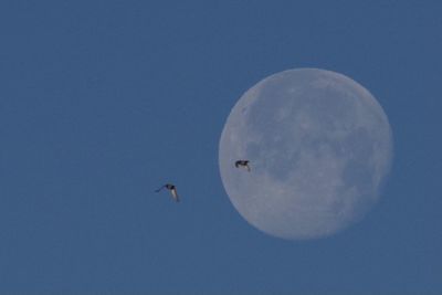 Low angle view of birds flying against blue sky