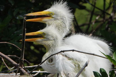 Close-up of a bird