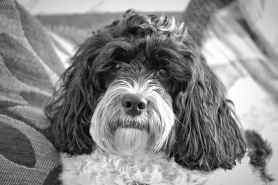 Close-up portrait of dog