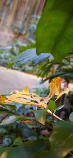 Close-up of leaves on plant