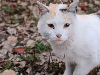 Close-up portrait of a cat