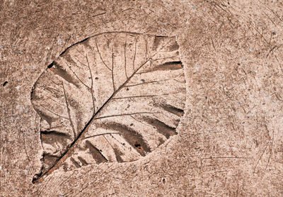 Close-up of old leaf on land