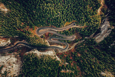 High angle view of trees on road