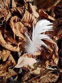 Close-up of feather on autumn leaves