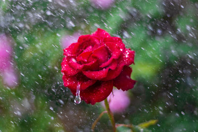 Close-up of wet red rose in rainy season