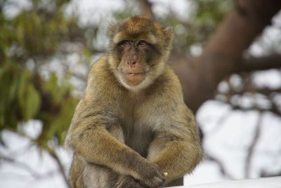 Portrait of monkey sitting on tree