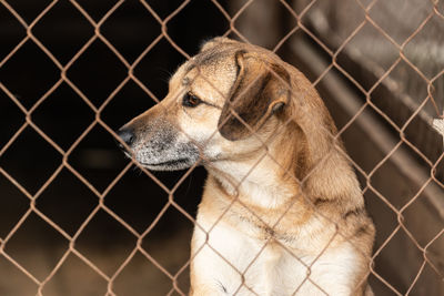 Dog looking through chainlink fence