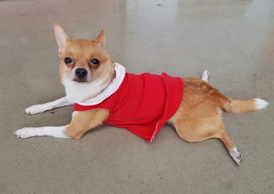High angle portrait of dog lying down on red floor