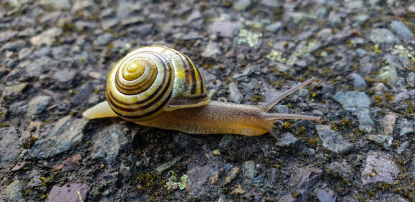 Close-up of snail on rock
