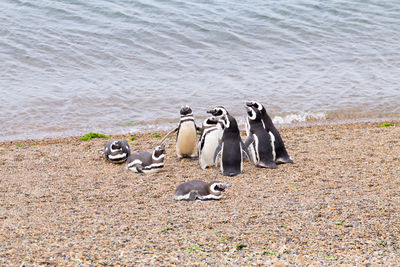 View of birds on beach