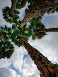 Low angle view of palm trees against sky
