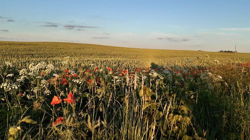 Scenic view of field against sky