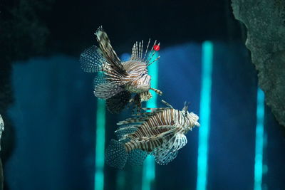 Close-up of fish swimming in sea