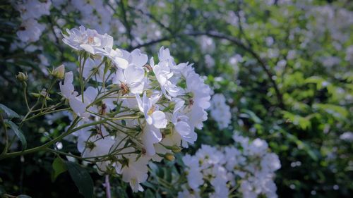 Close-up of white flowering plant