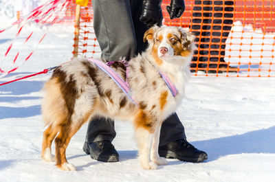 Low section of person with dog on snow during winter