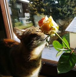 Close-up of cat by window