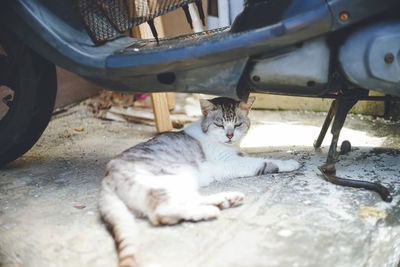 Pictures of relaxed stray cats living on the remote island of miyakojima, okinawa, japan 