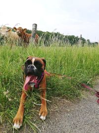 Dog standing on field