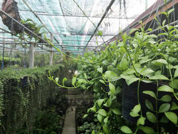 Plants growing in greenhouse