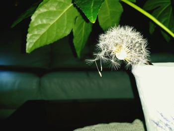 Close-up of dandelion flower