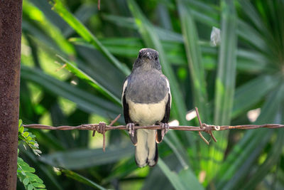 Close-up of bird perching on branch