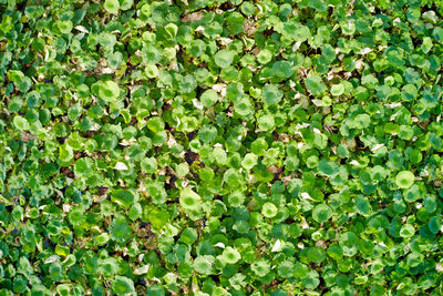 Mantua lake aerial view of lotus leaves