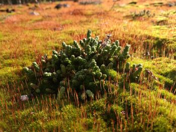 Close-up of plants growing on field