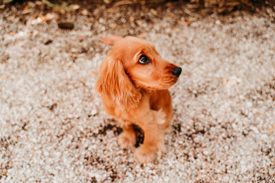 Portrait of cute dog sitting on footpath