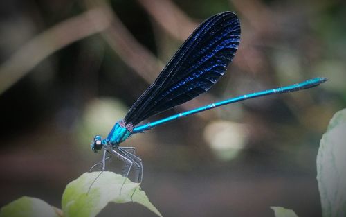 Close-up of butterfly on leaf