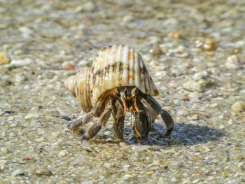 Close-up of hermit crab on beach