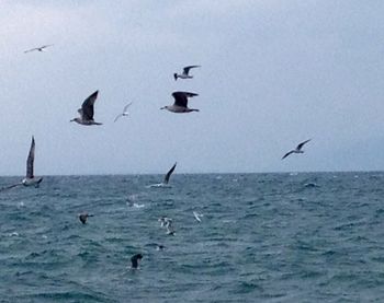 Seagull flying over sea