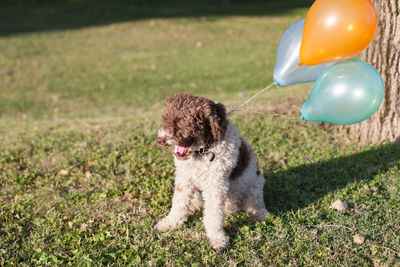 Dog with balloons on field during sunny day