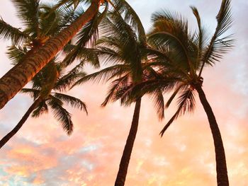 Low angle view of palm trees against sky