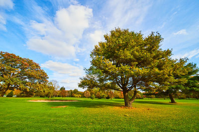 Trees on field against sky