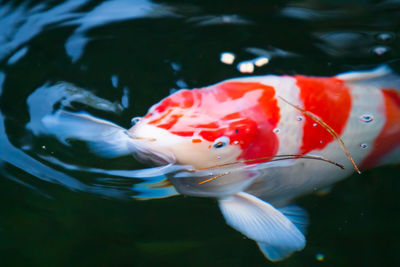 Close-up of koi carp swimming in lake