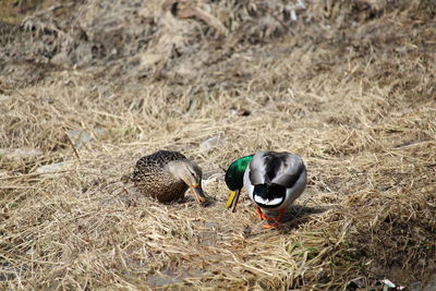 High angle view of birds in nest