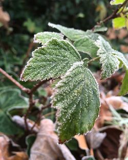 Close-up of fresh green leaves