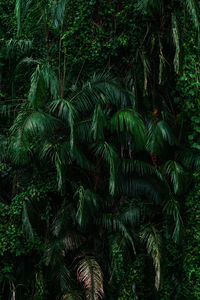 Close-up of coconut palm tree in forest