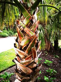 Close-up of plant against trees