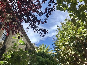 Low angle view of tree against sky