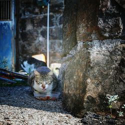 Close-up of cat