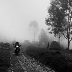 Rear view of men walking on road amidst trees against sky