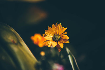 Close-up of yellow cosmos flower